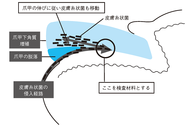 株式会社 ライフ サイエンス 株式会社 ライフ サイエンス